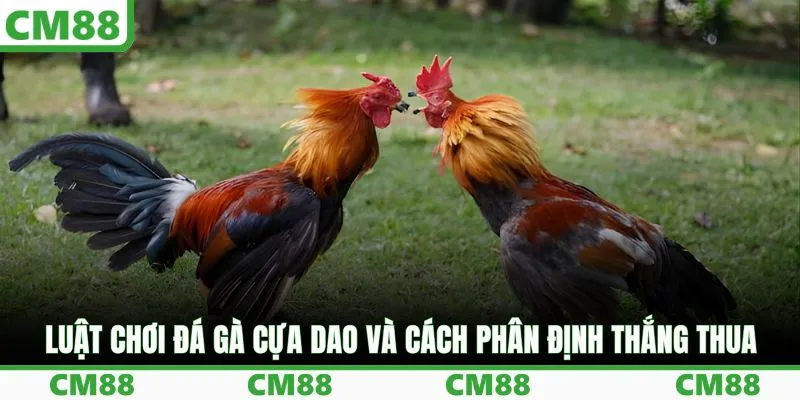 Luật chơi đá gà cựa dao và cách phân định thắng thua